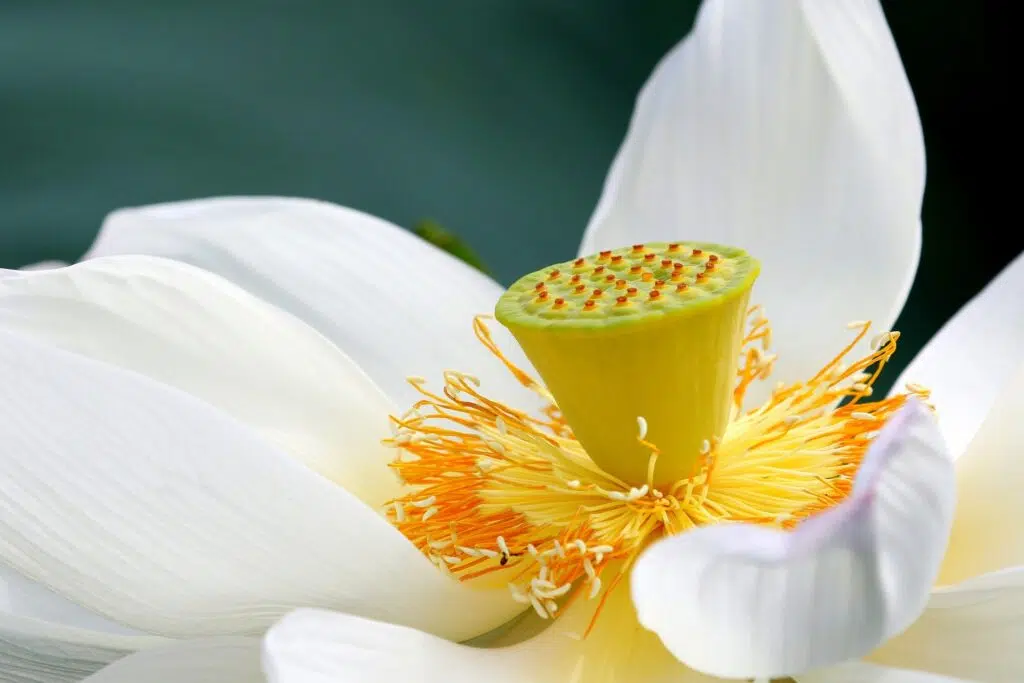 Why Do We Need to Learn Buddha Dharma? What Is the Fundamental Reason for Doing so?