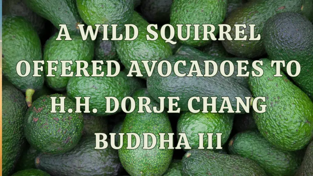 A Wild Squirrel Offered Avocadoes to H.H. Dorje Chang Buddha III