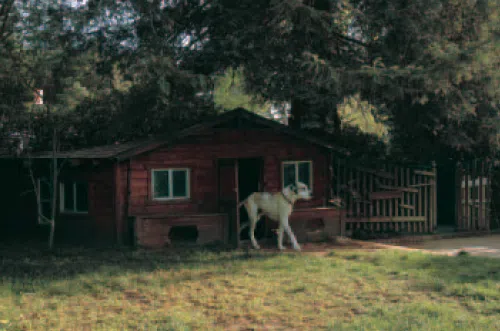A “country villa” designed for a dog為狗設計的鄉土別墅 A “country villa” designed for a dog為狗設計的鄉土別墅