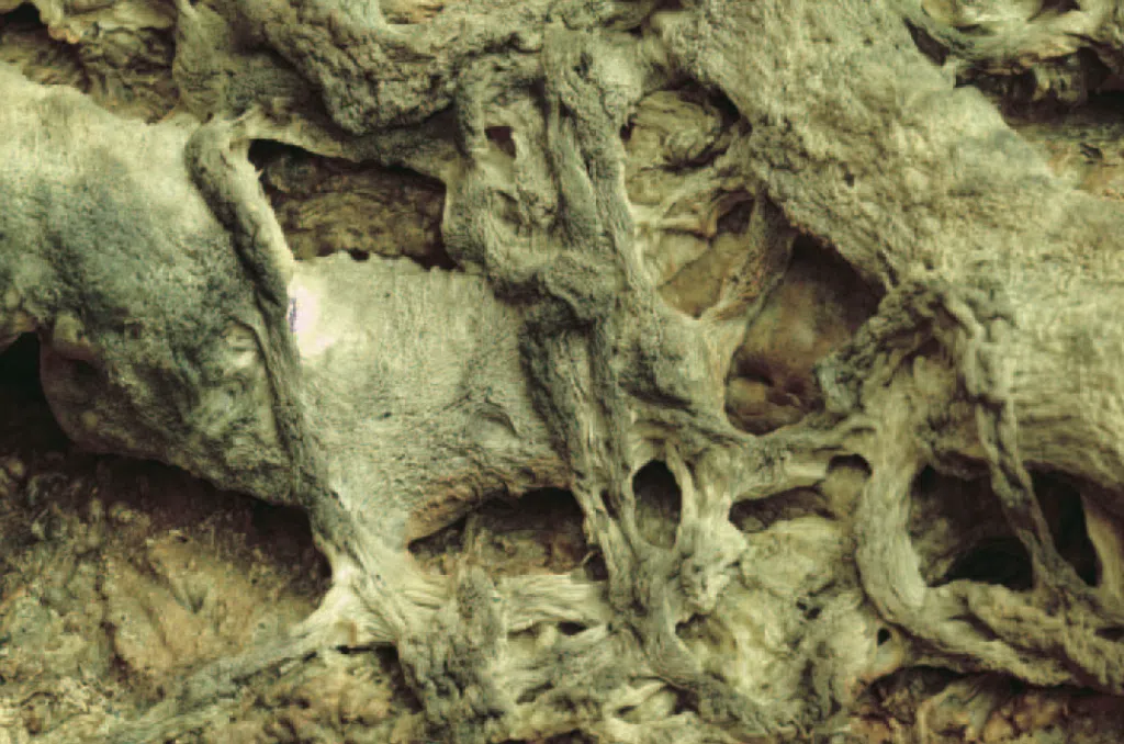 H.H. Dorje Chang Buddha III's Accomplishment in Ancient-Looking Withered Vines
