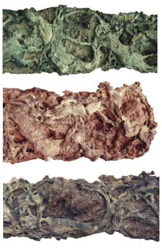 H.H. Dorje Chang Buddha III's Accomplishment in Ancient-Looking Withered Vines